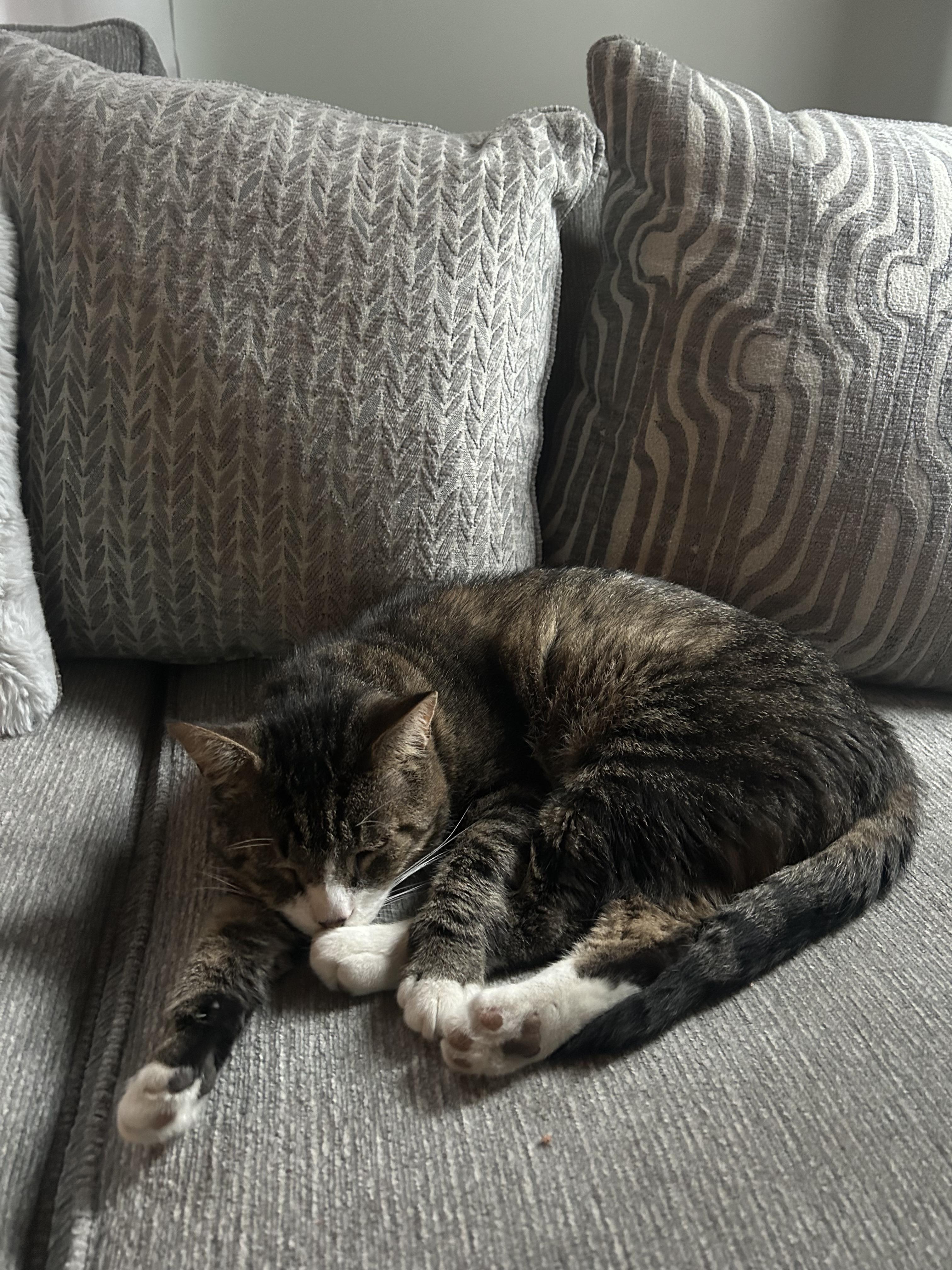 Teddy, a ADOPTABLE Tabby in Liverpool, NY image 2/4