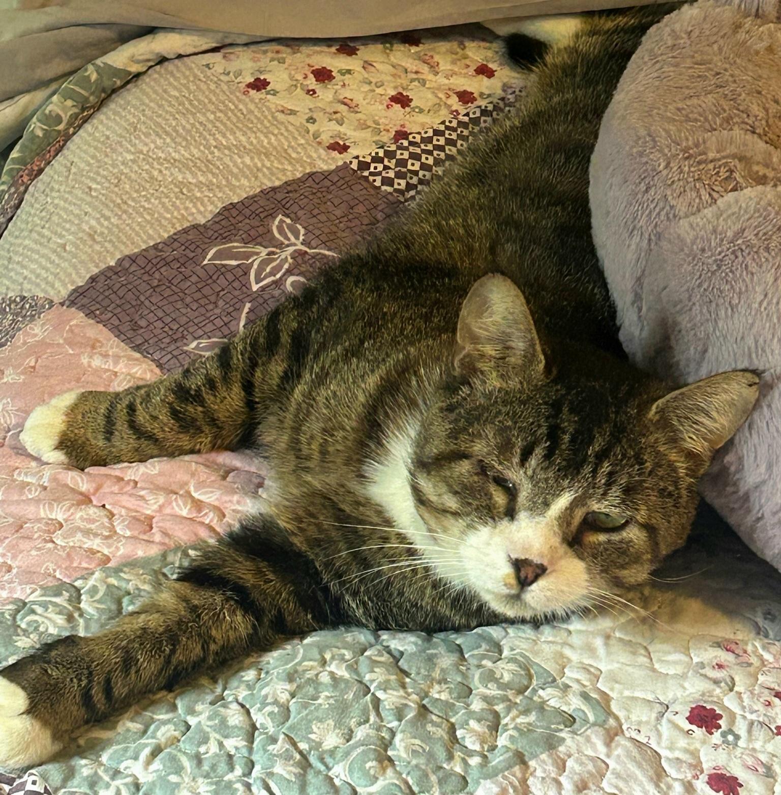 Teddy, a ADOPTABLE Tabby in Liverpool, NY image 2/2