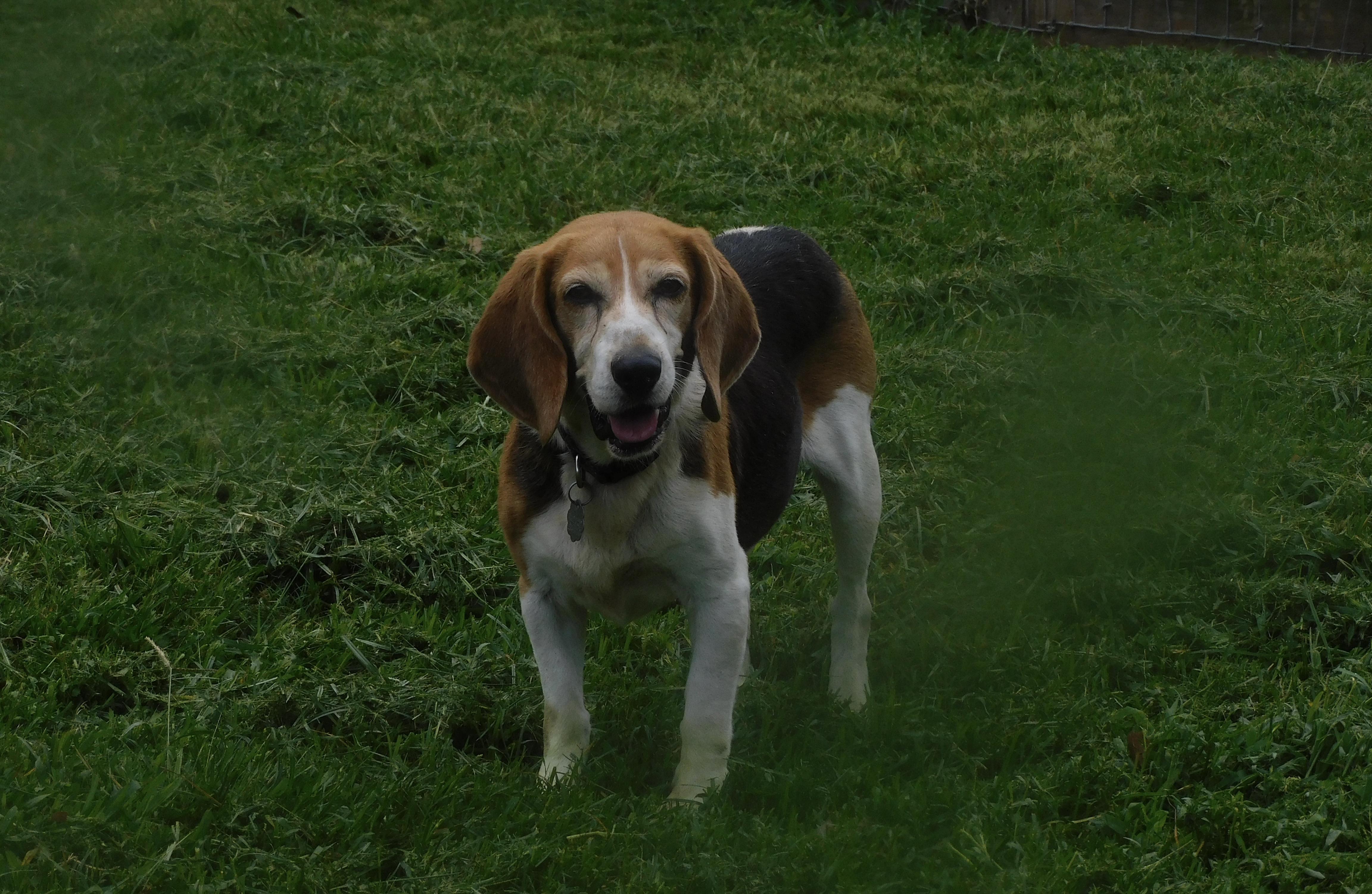 Timber, ADOPTABLE, Adult Male Beagle.