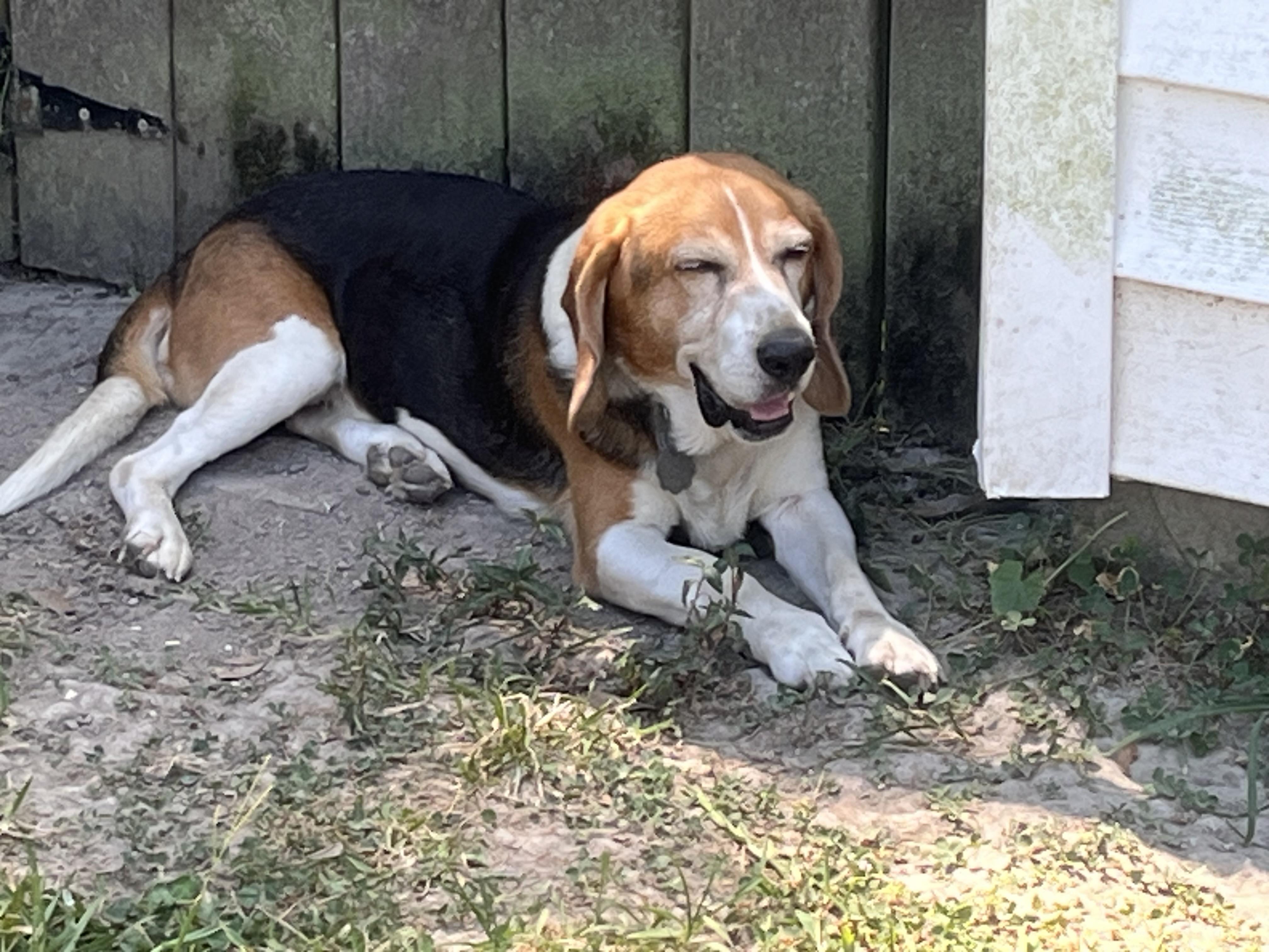 Timber, a ADOPTABLE Beagle in Prairieville, LA image 6/6