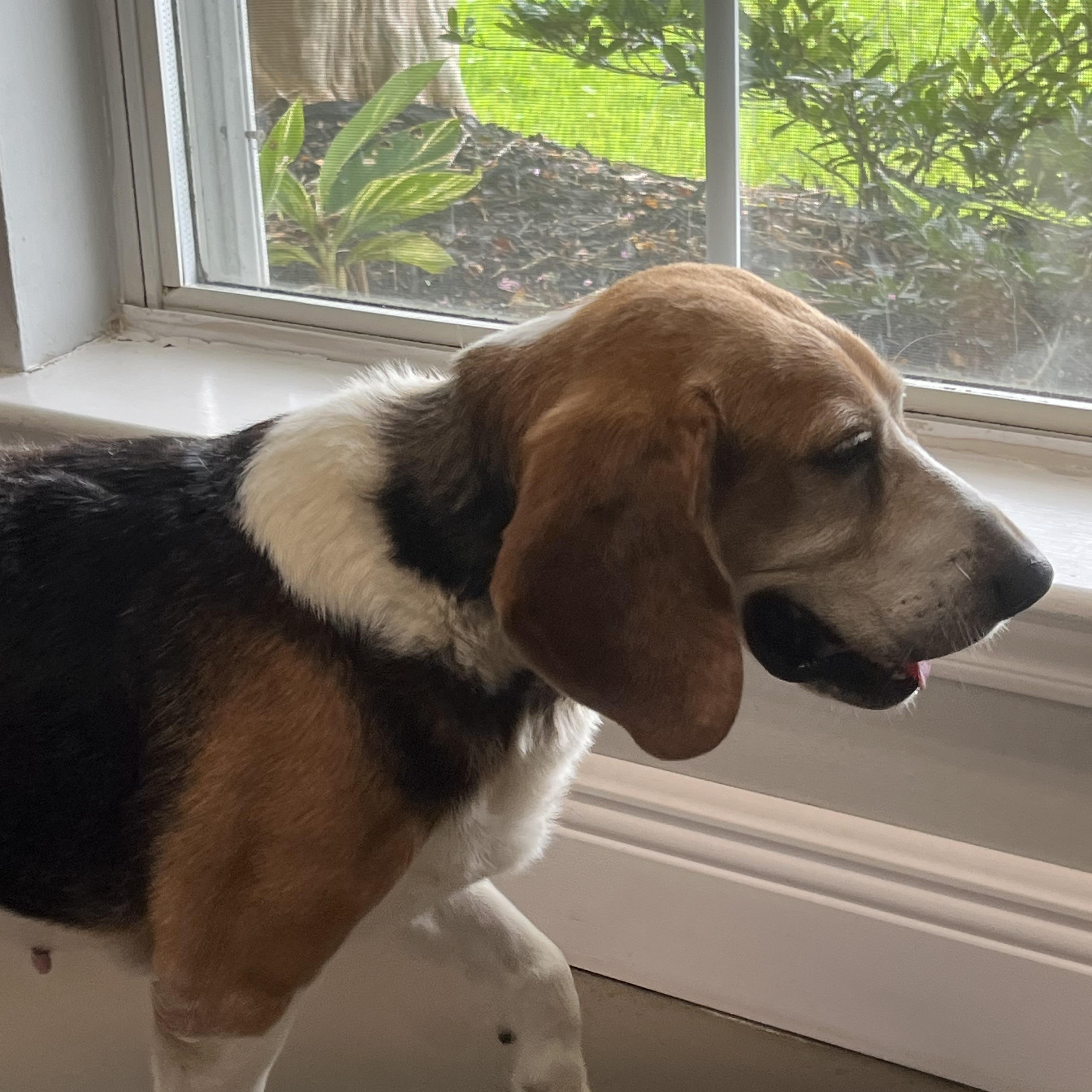 Timber, a ADOPTABLE Beagle in Prairieville, LA image 3/3
