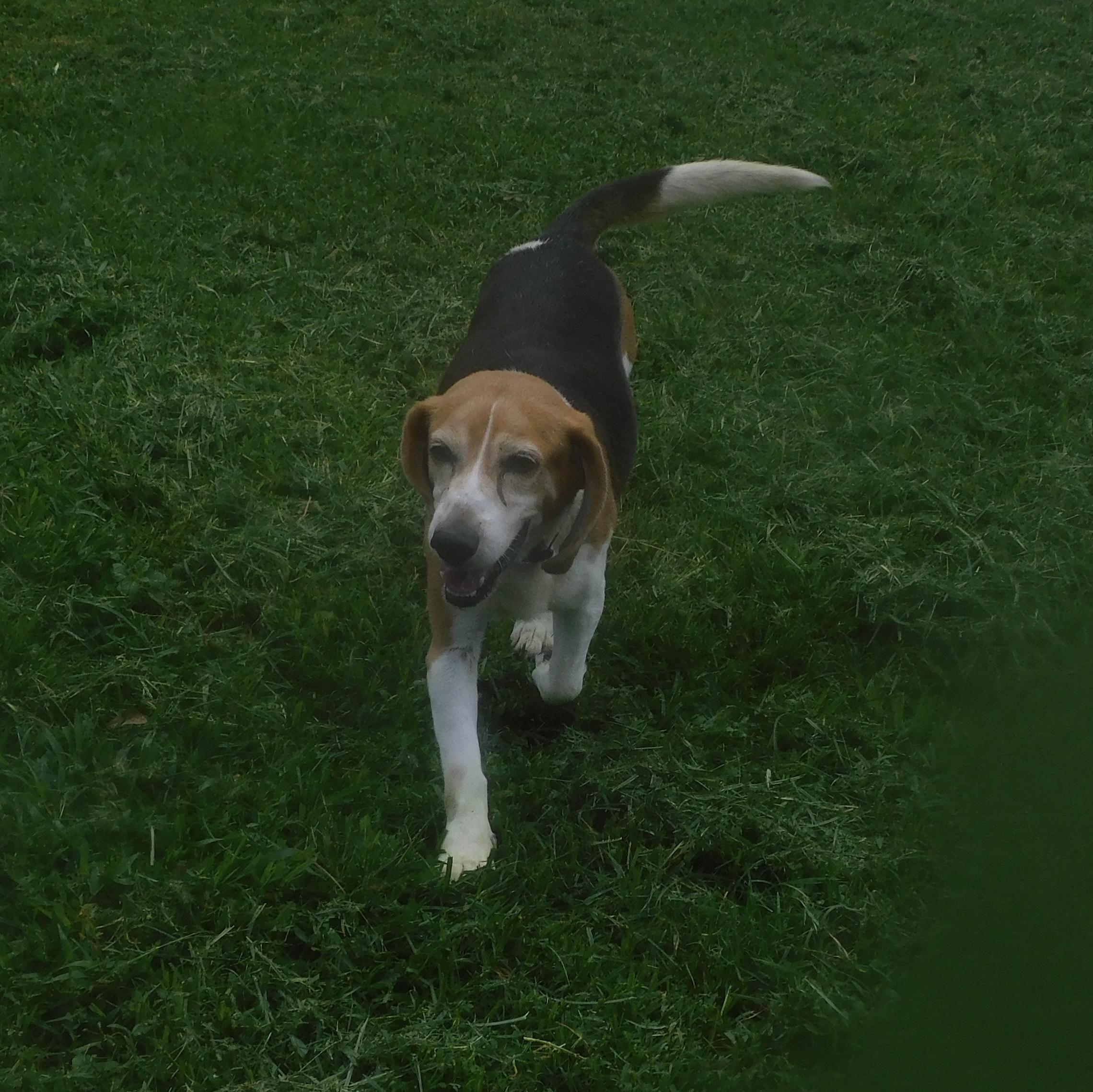 Enlarge Timber, a ADOPTABLE Beagle in Prairieville, LA image 6/6