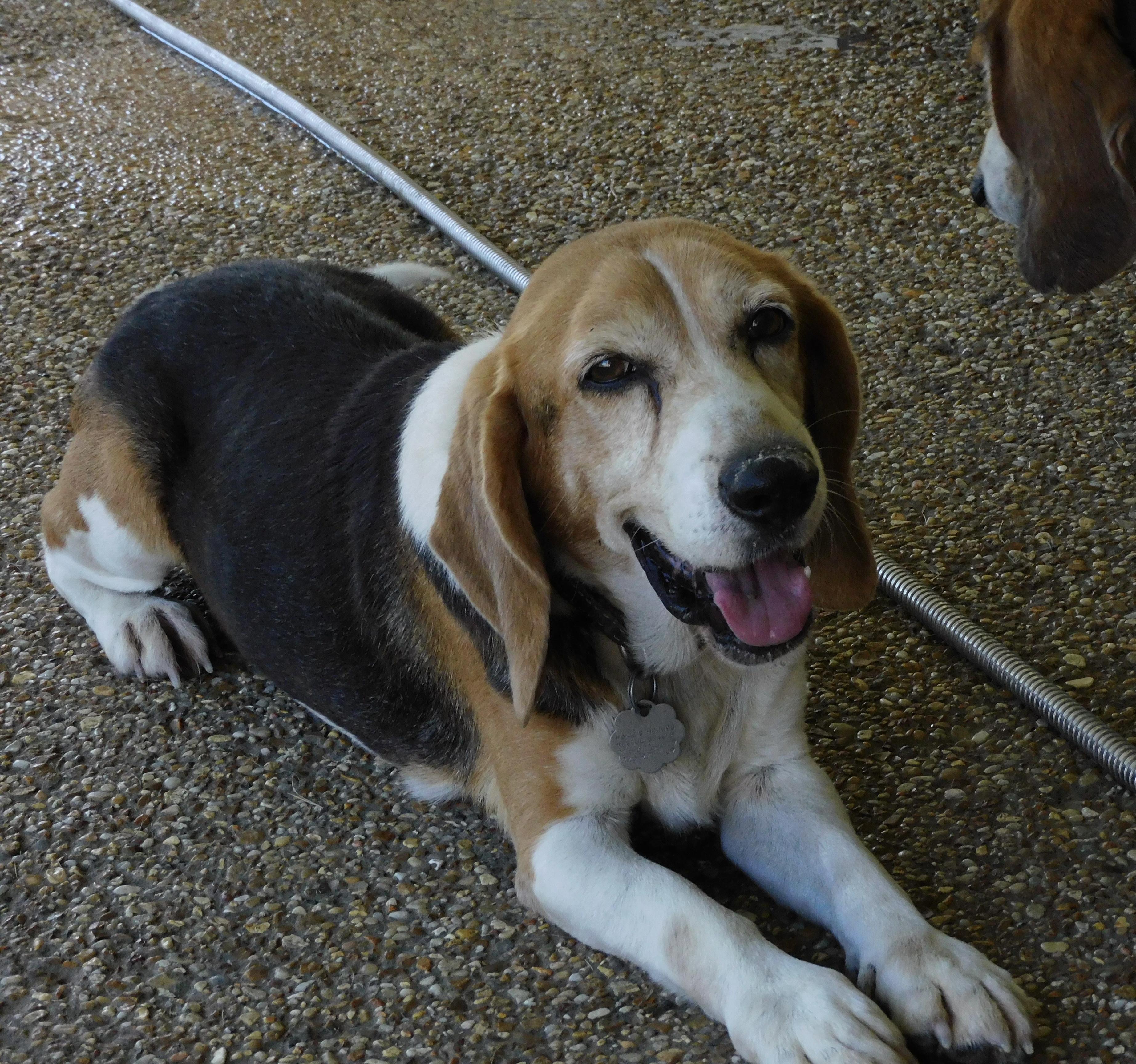 Timber, Adoptable, Adult Male Beagle.
