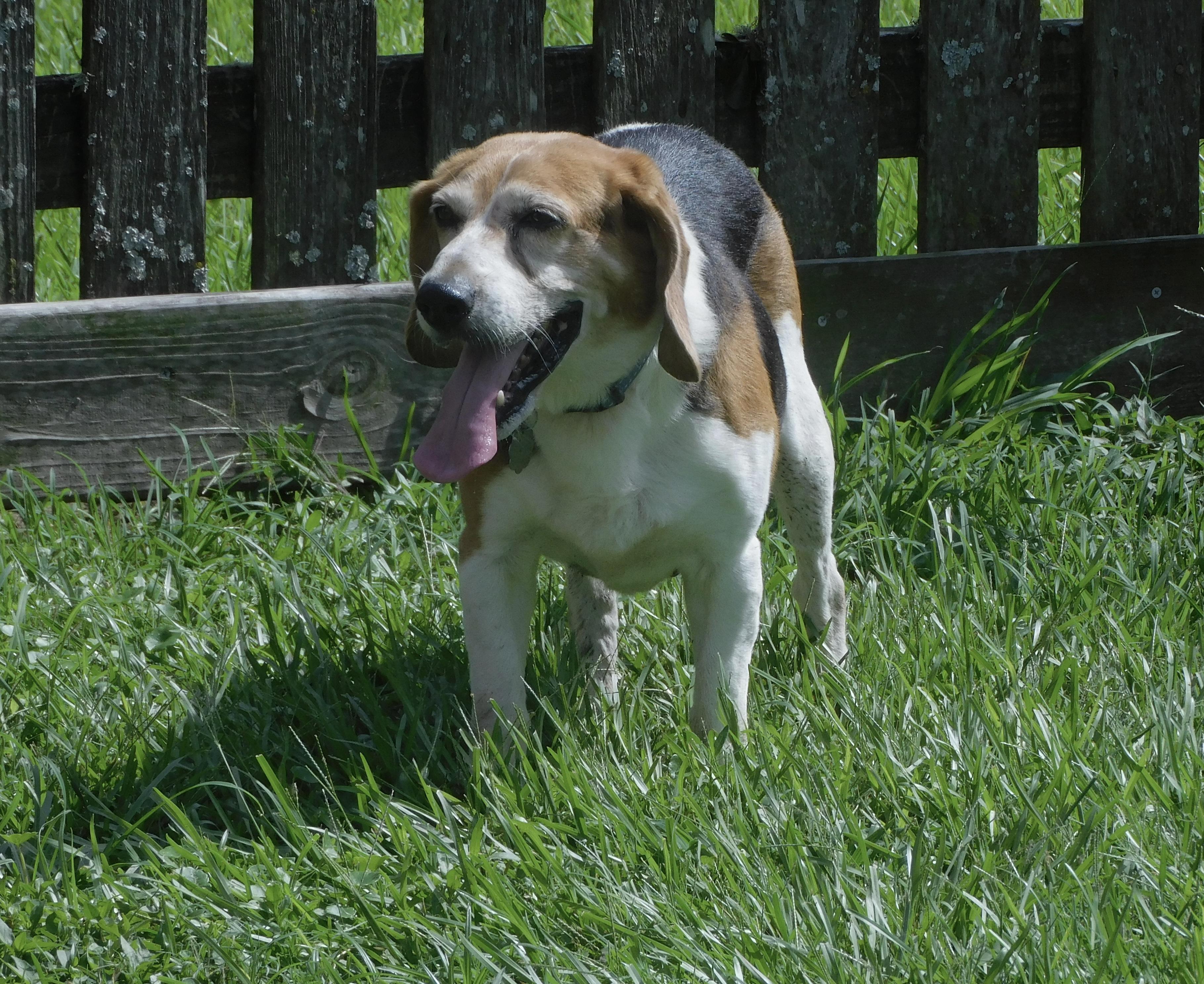 Timber, ADOPTABLE, Adult Male Beagle.