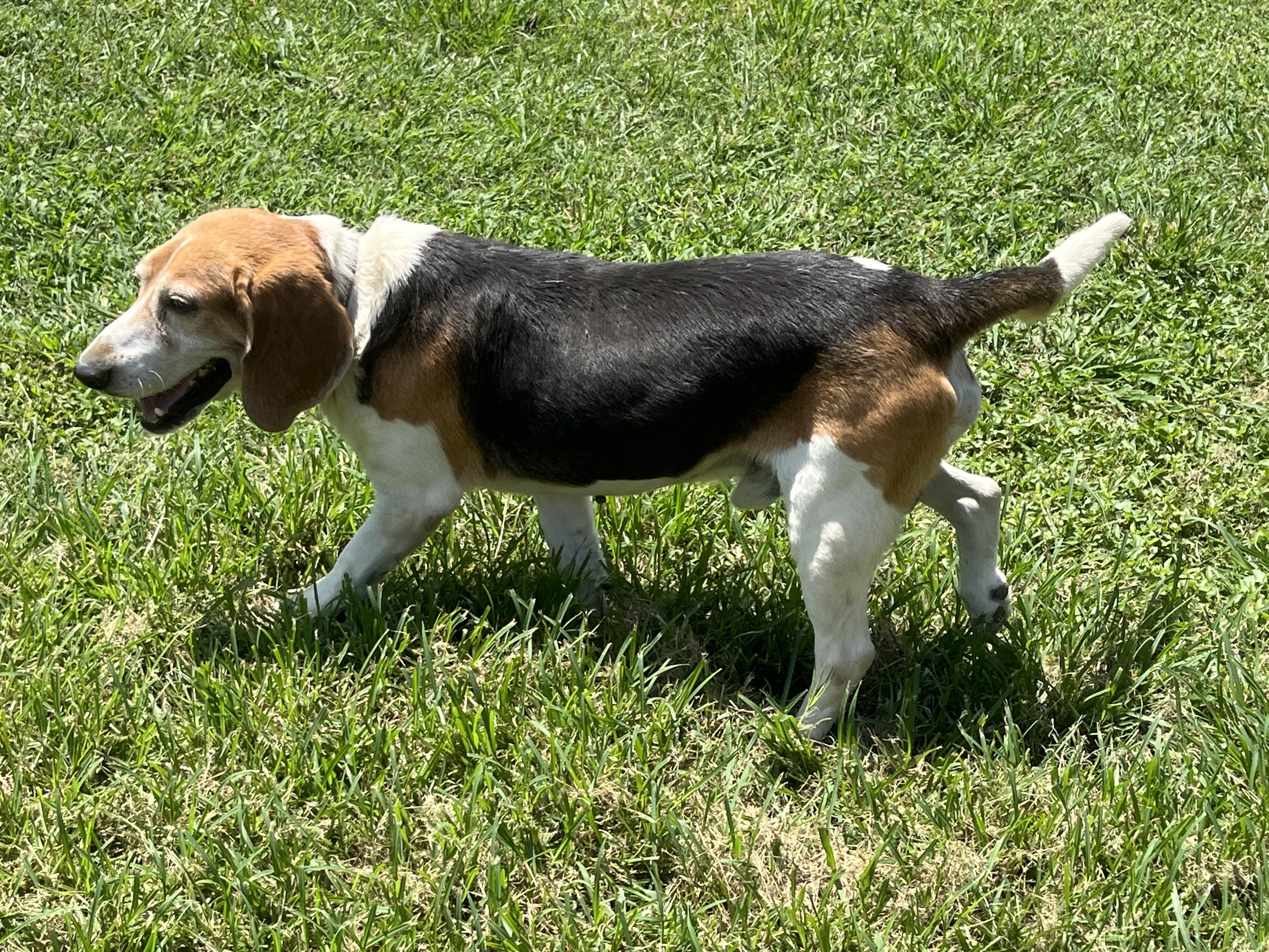 Timber, a ADOPTABLE Beagle in Prairieville, LA image 1/6