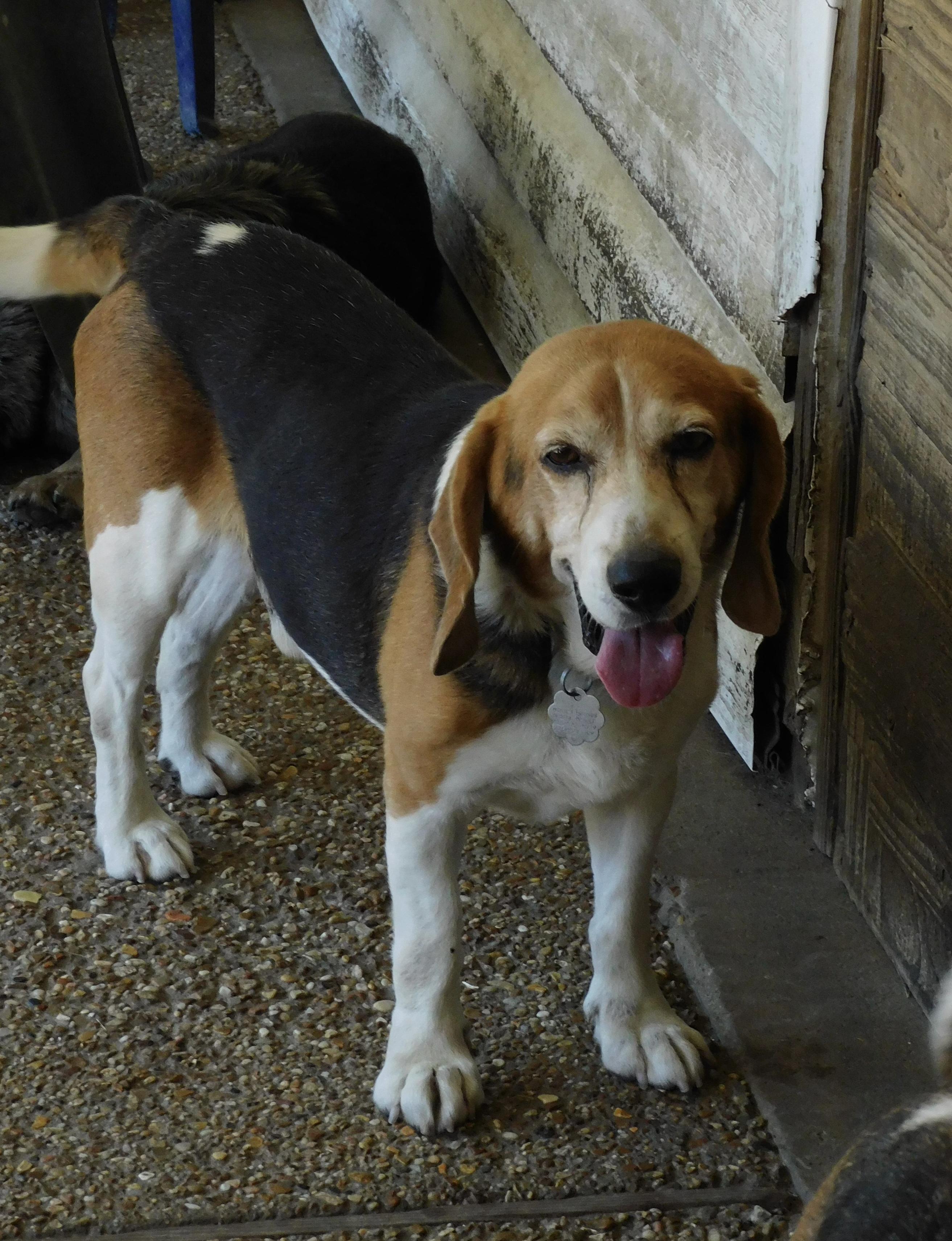 Timber, a ADOPTABLE Beagle in Prairieville, LA image 5/6
