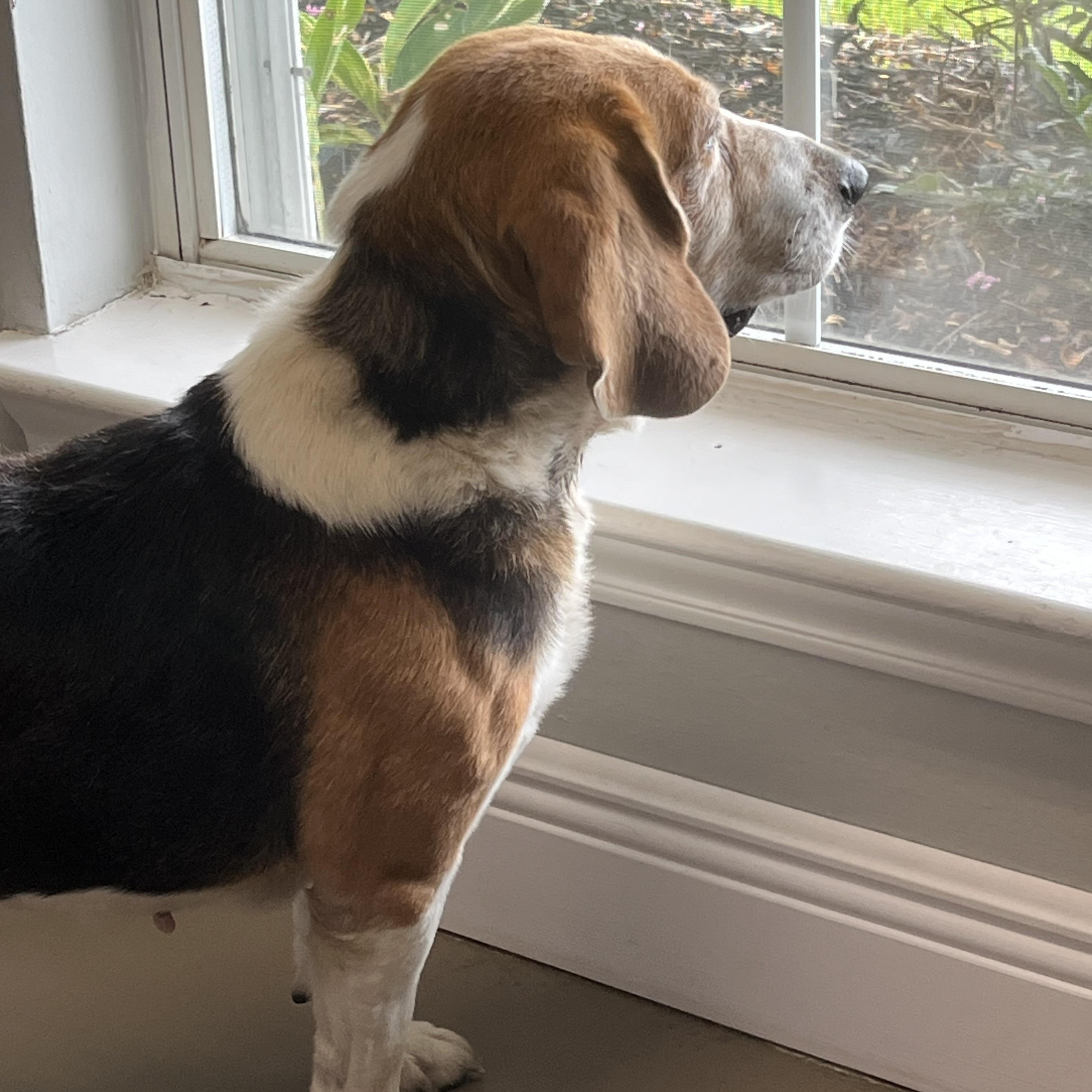 Timber, a ADOPTABLE Beagle in Prairieville, LA image 2/3