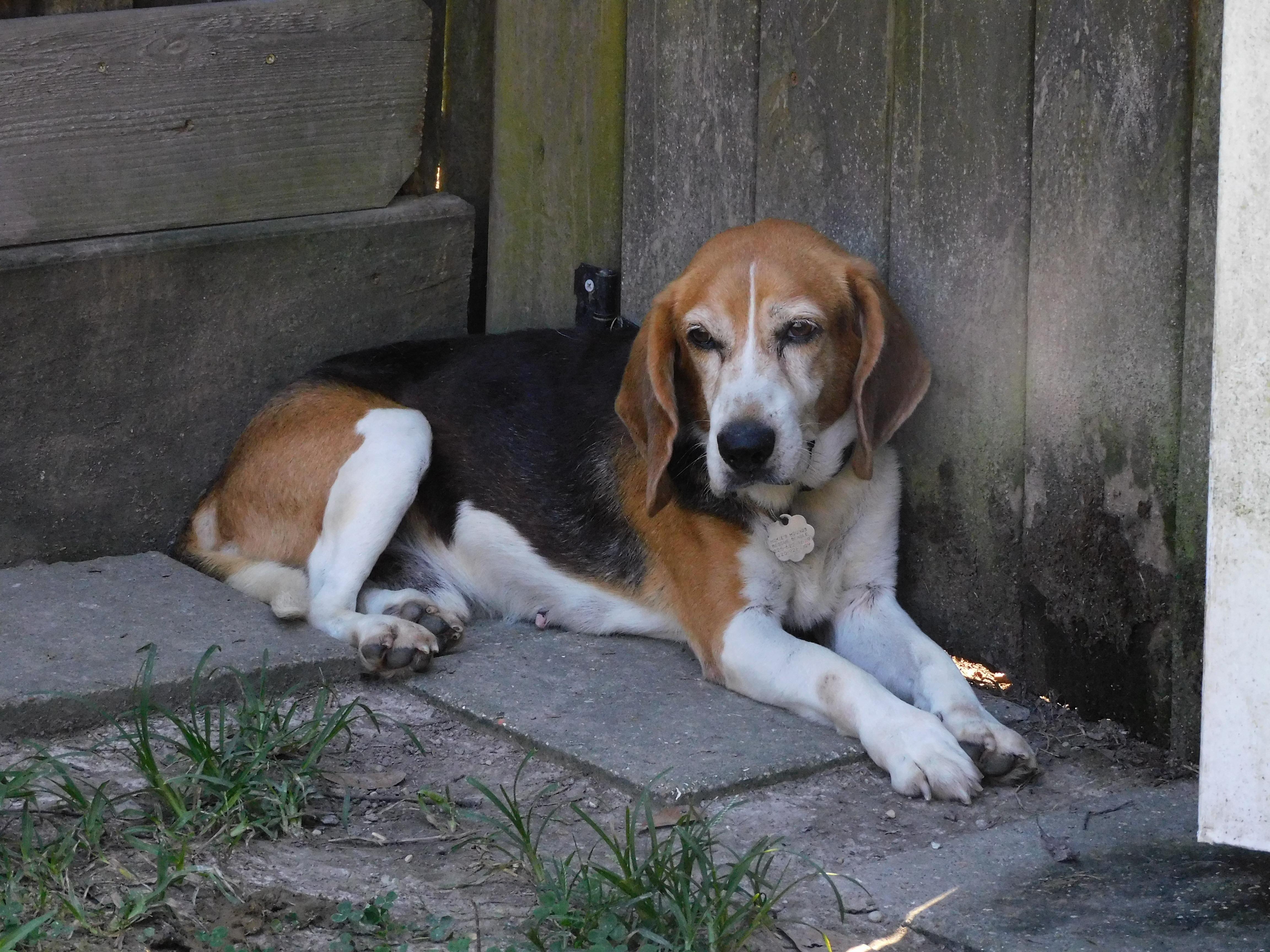 Timber, Adoptable, Adult Male Beagle.