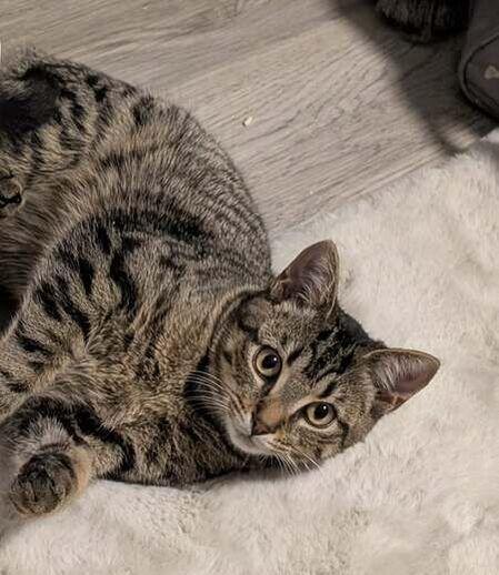 Clark, a ADOPTABLE Domestic Short Hair in Mississauga, ON image 1/3
