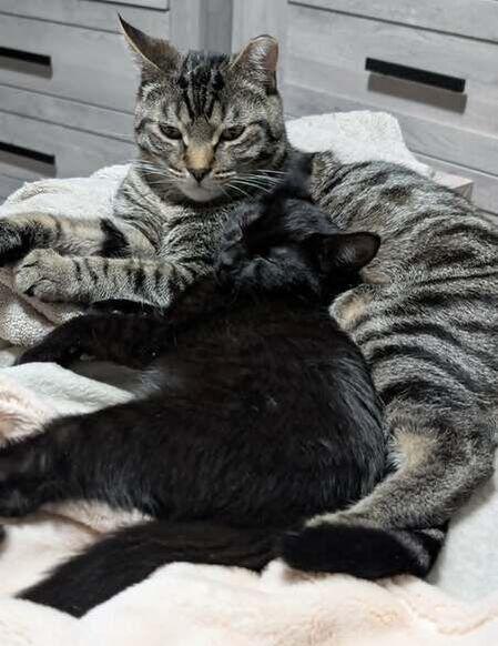 Clark, a ADOPTABLE Domestic Short Hair in Mississauga, ON image 3/3