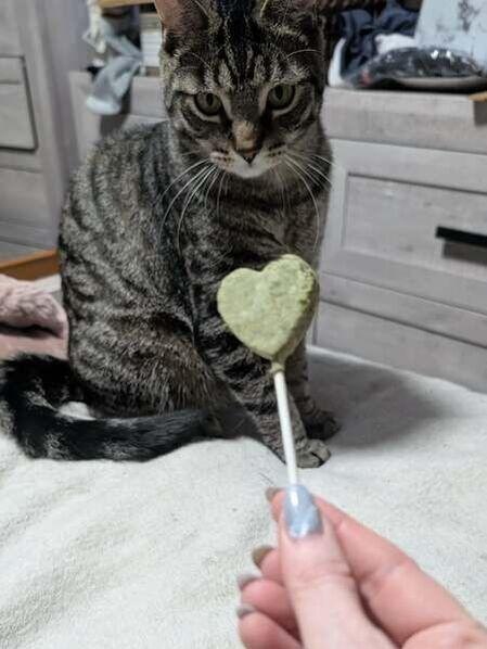 Clark, a ADOPTABLE Domestic Short Hair in Mississauga, ON image 2/3