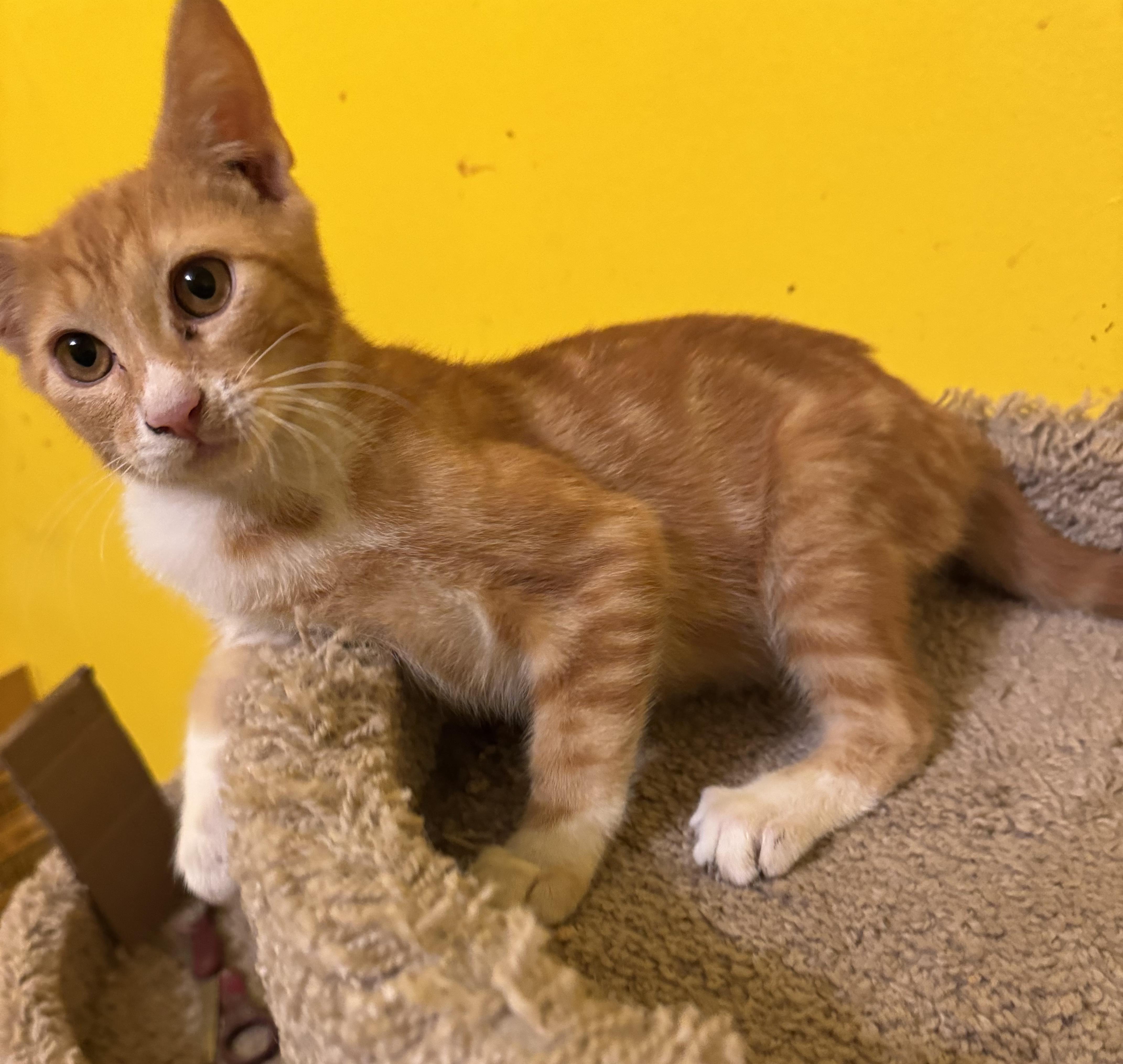 Cosmo, Adoptable, Kitten Male American Shorthair.