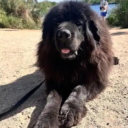Enlarge Tatanka, a ADOPTABLE Tibetan Mastiff in Mesa, AZ image 1/4