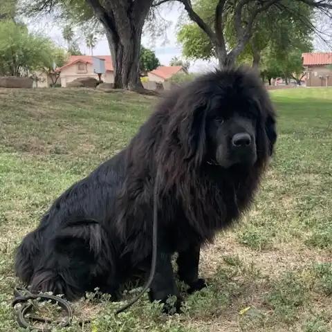 Enlarge Tatanka, a ADOPTABLE Tibetan Mastiff in Mesa, AZ image 2/4