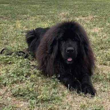 Enlarge Tatanka, a ADOPTABLE Tibetan Mastiff in Mesa, AZ image 4/4