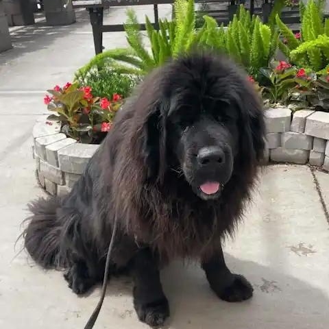 Enlarge Tatanka, a ADOPTABLE Tibetan Mastiff in Mesa, AZ image 3/4