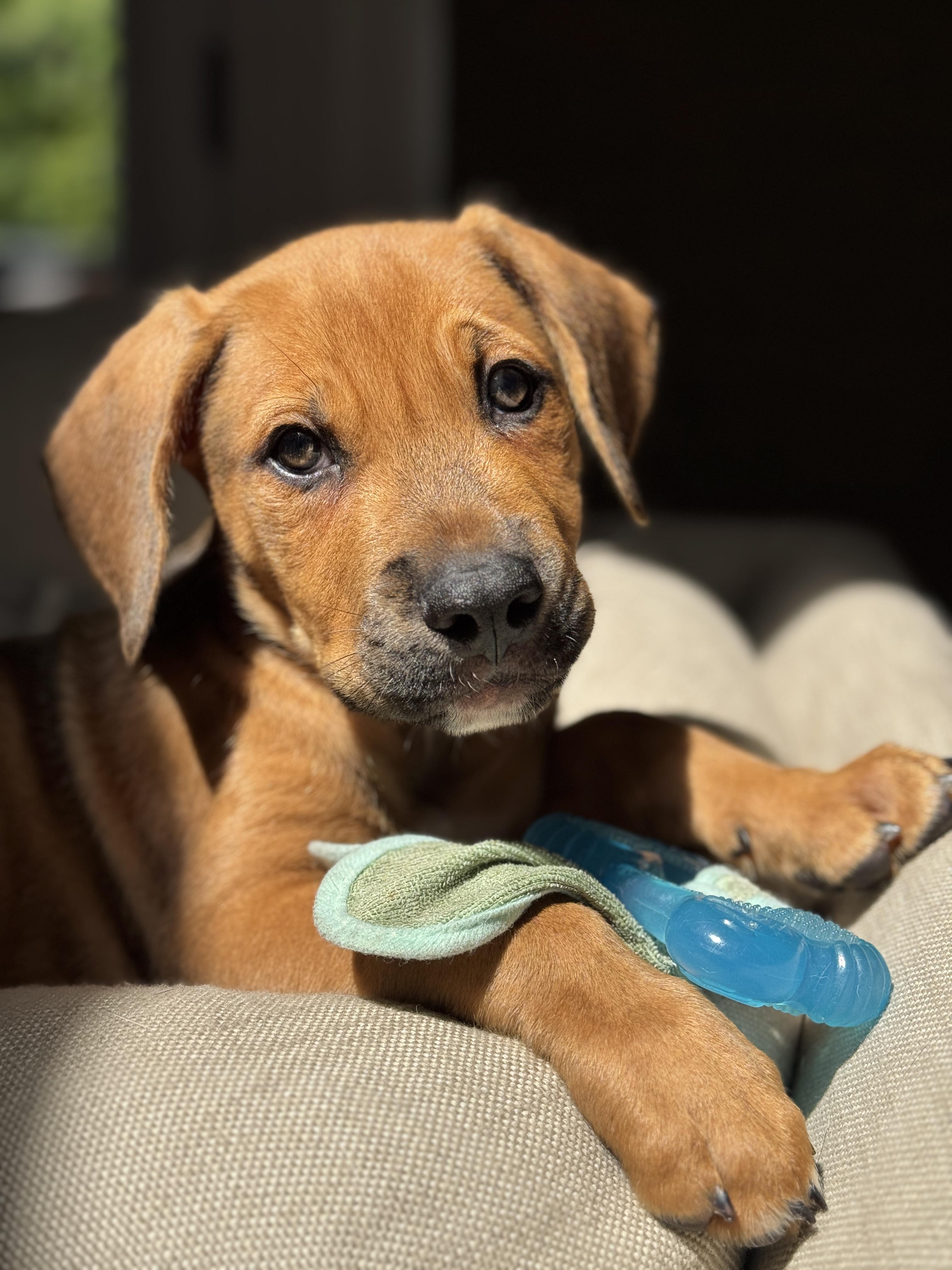 Enlarge Hurley, a Adopted Mixed Breed in Studio City, CA image 1/3