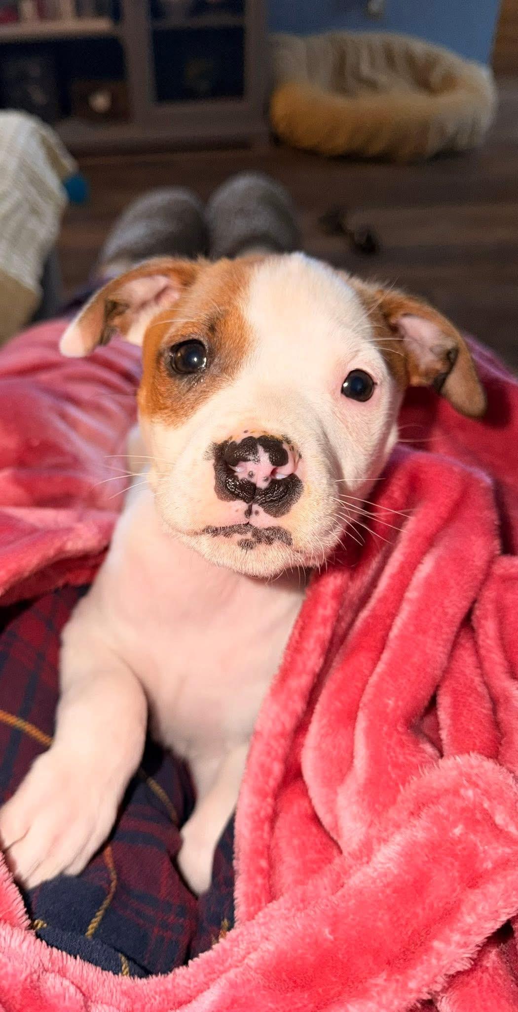 Enlarge Lola, a Adoptable mixed breed in Kannapolis, NC image 3/6