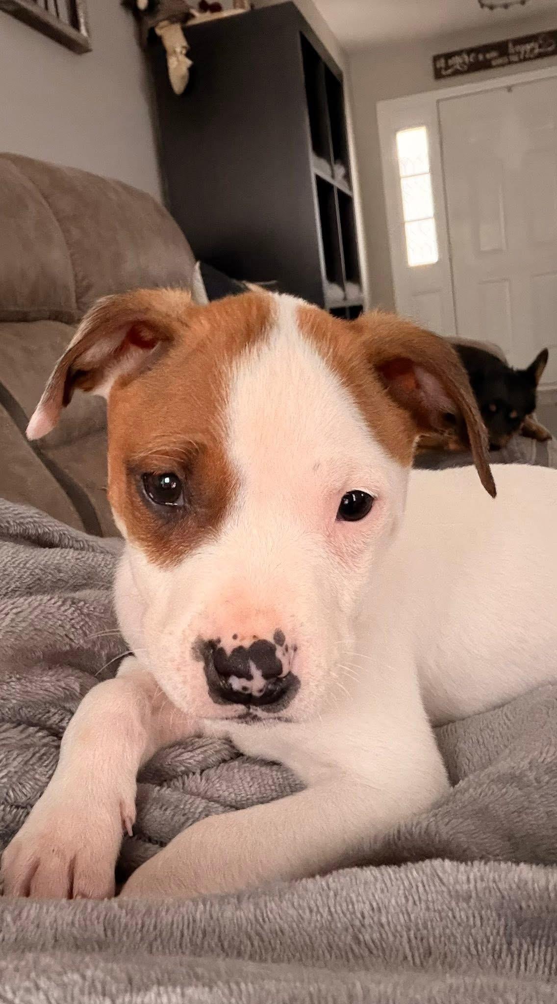 Enlarge Lola, a Adoptable mixed breed in Kannapolis, NC image 2/6