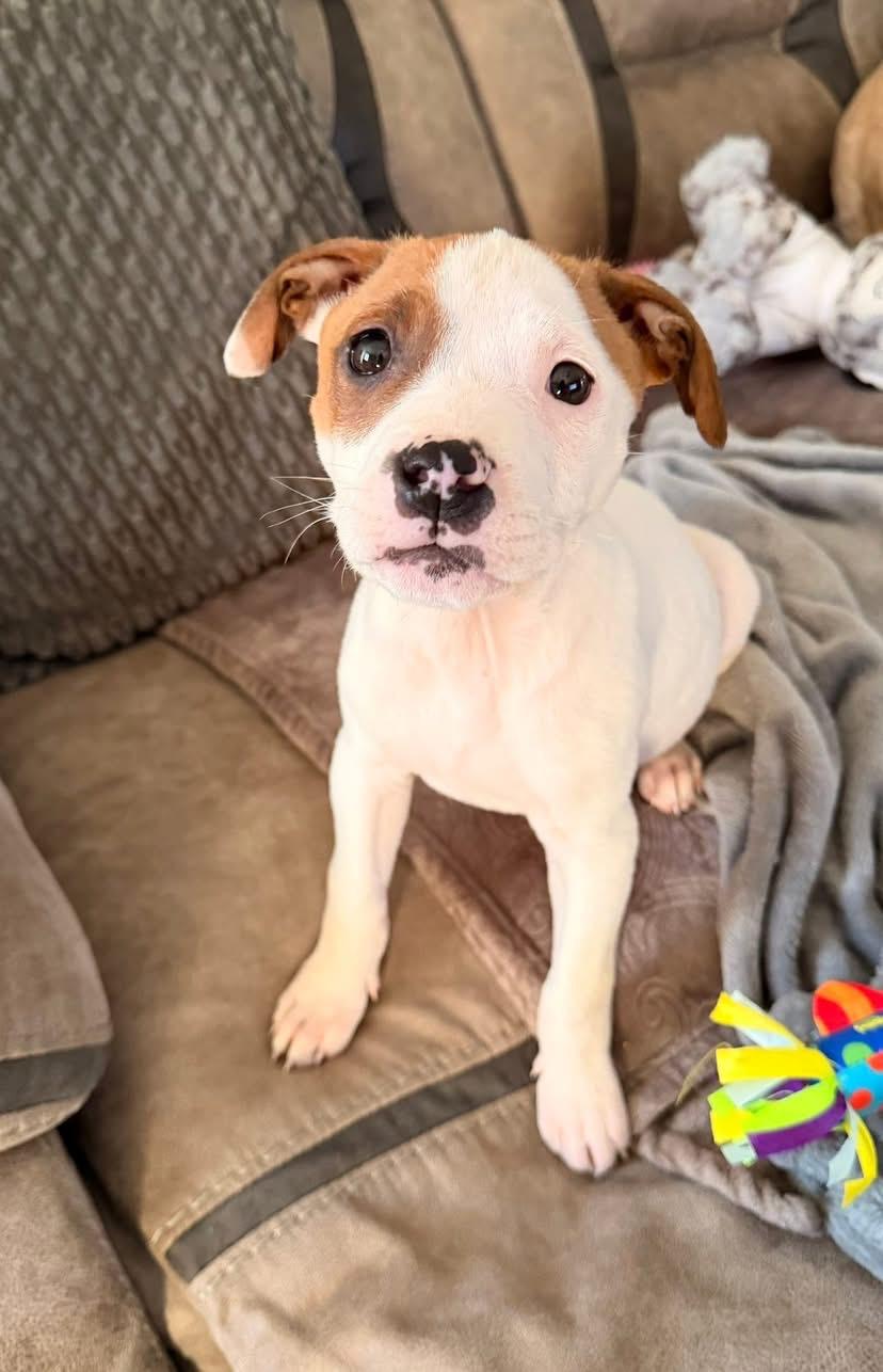 Enlarge Lola, a Adoptable mixed breed in Kannapolis, NC image 1/6