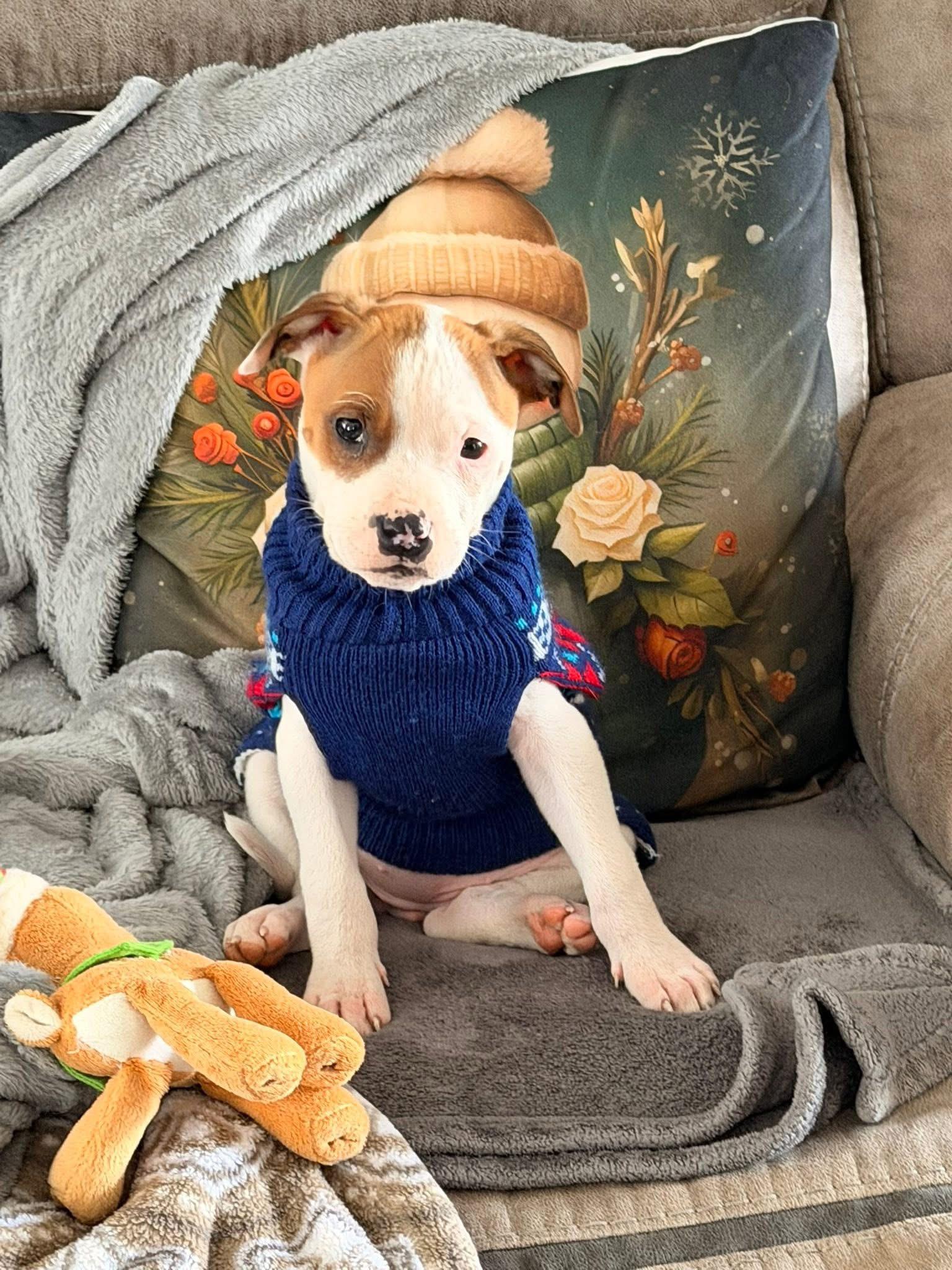 Enlarge Lola, a Adoptable mixed breed in Kannapolis, NC image 4/6