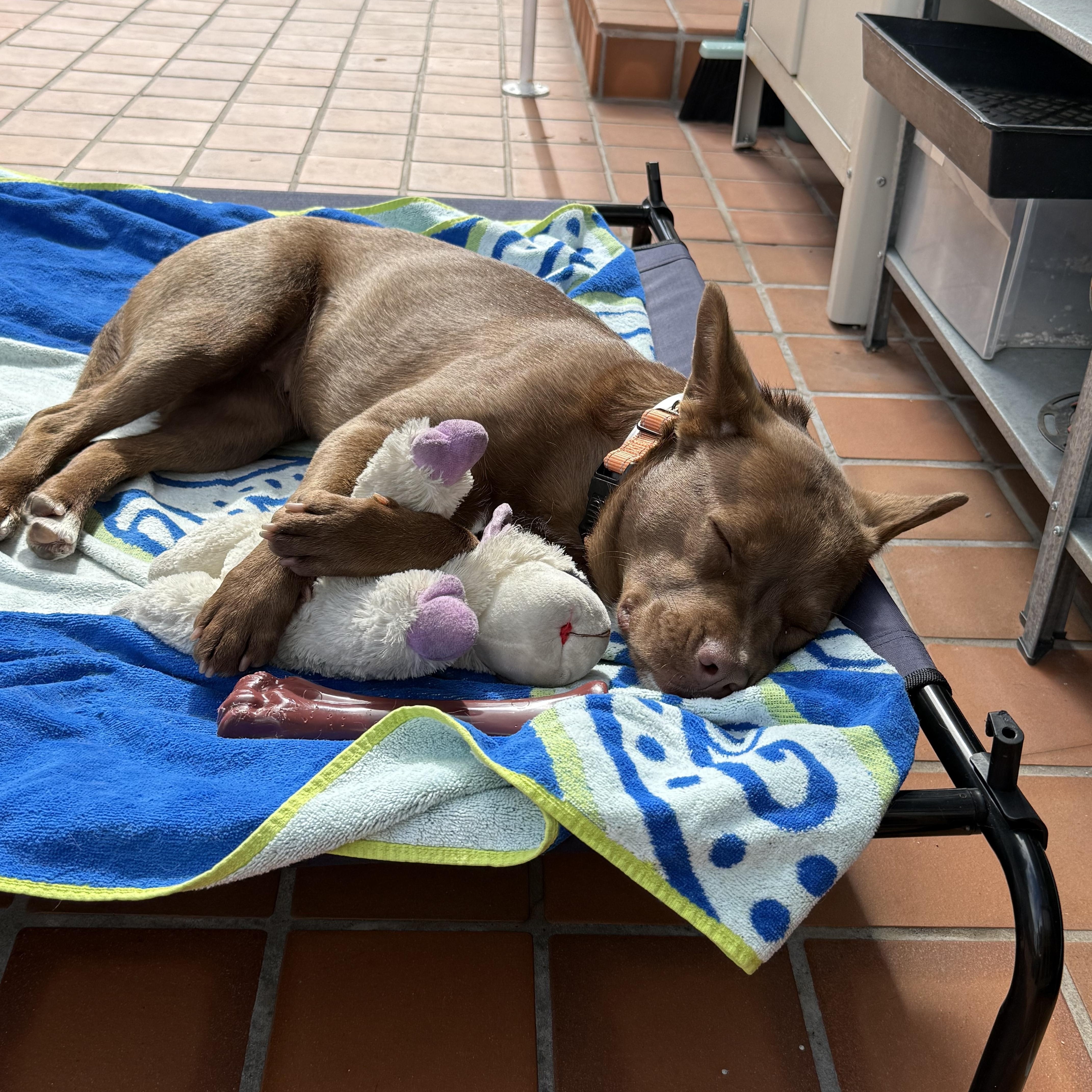 Enlarge Bean, a ADOPTABLE Mixed Breed in San Diego, CA image 4/6