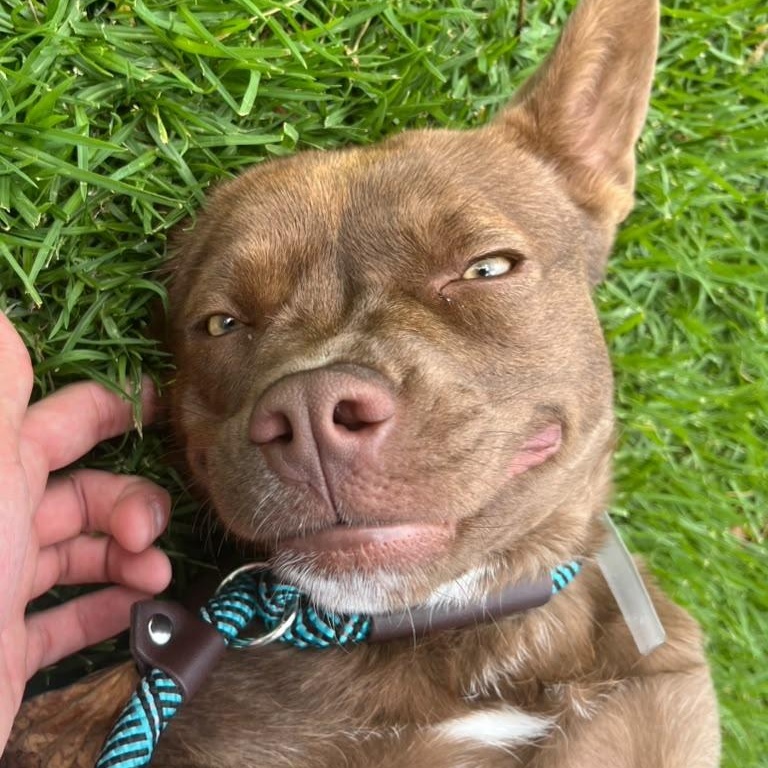 Enlarge Bean, a ADOPTABLE Mixed Breed in San Diego, CA image 3/6