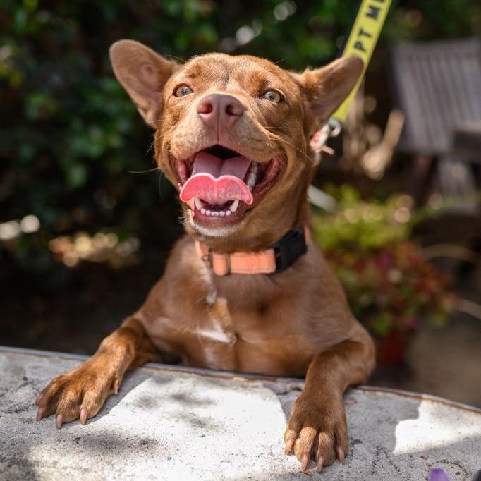 Enlarge Bean, a ADOPTABLE Mixed Breed in San Diego, CA image 2/6
