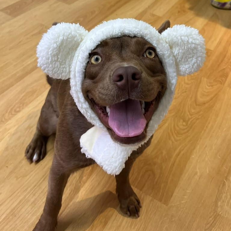 Enlarge Bean, a ADOPTABLE Mixed Breed in San Diego, CA image 6/6
