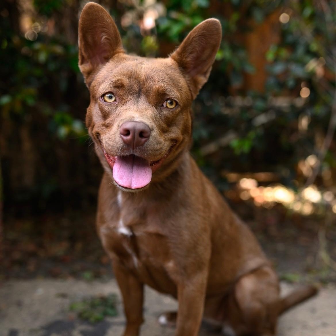 Enlarge Bean, a ADOPTABLE Mixed Breed in San Diego, CA image 1/6
