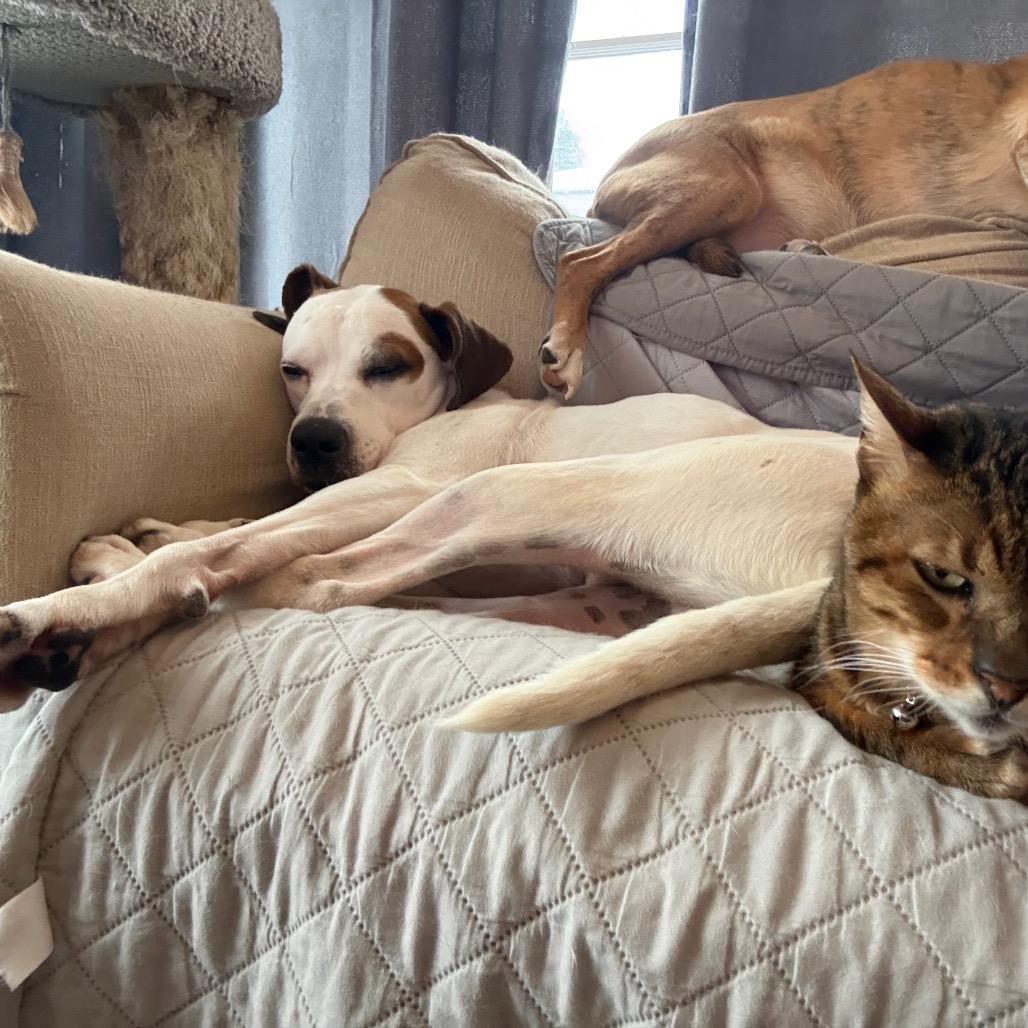 Gizmo, Adoptable, Adult Male Beagle & Boxer.