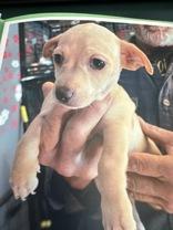 Enlarge Annie, an adopted mixed breed in Madras, OR image 1/1