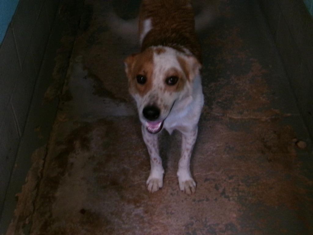 Fidget, Adoptable, Adult Male Collie.