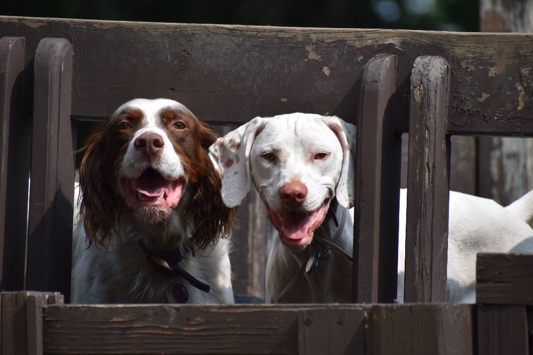 George, a Adoptable English Setter in Wood Dale, IL image 2/5