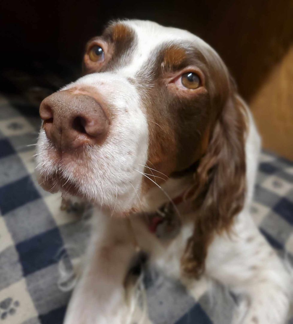 George, Adoptable, Adult Male English Setter.