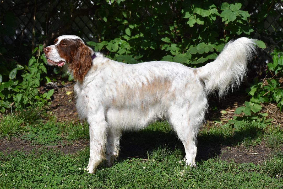 George, a Adoptable English Setter in Wood Dale, IL image 3/5