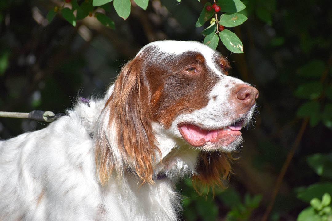 George, a Adoptable English Setter in Wood Dale, IL image 4/5
