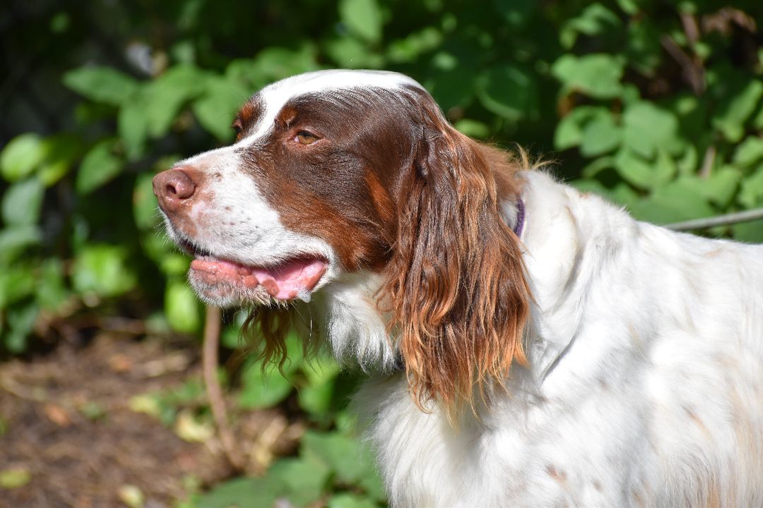 George, a Adoptable English Setter in Wood Dale, IL image 5/5