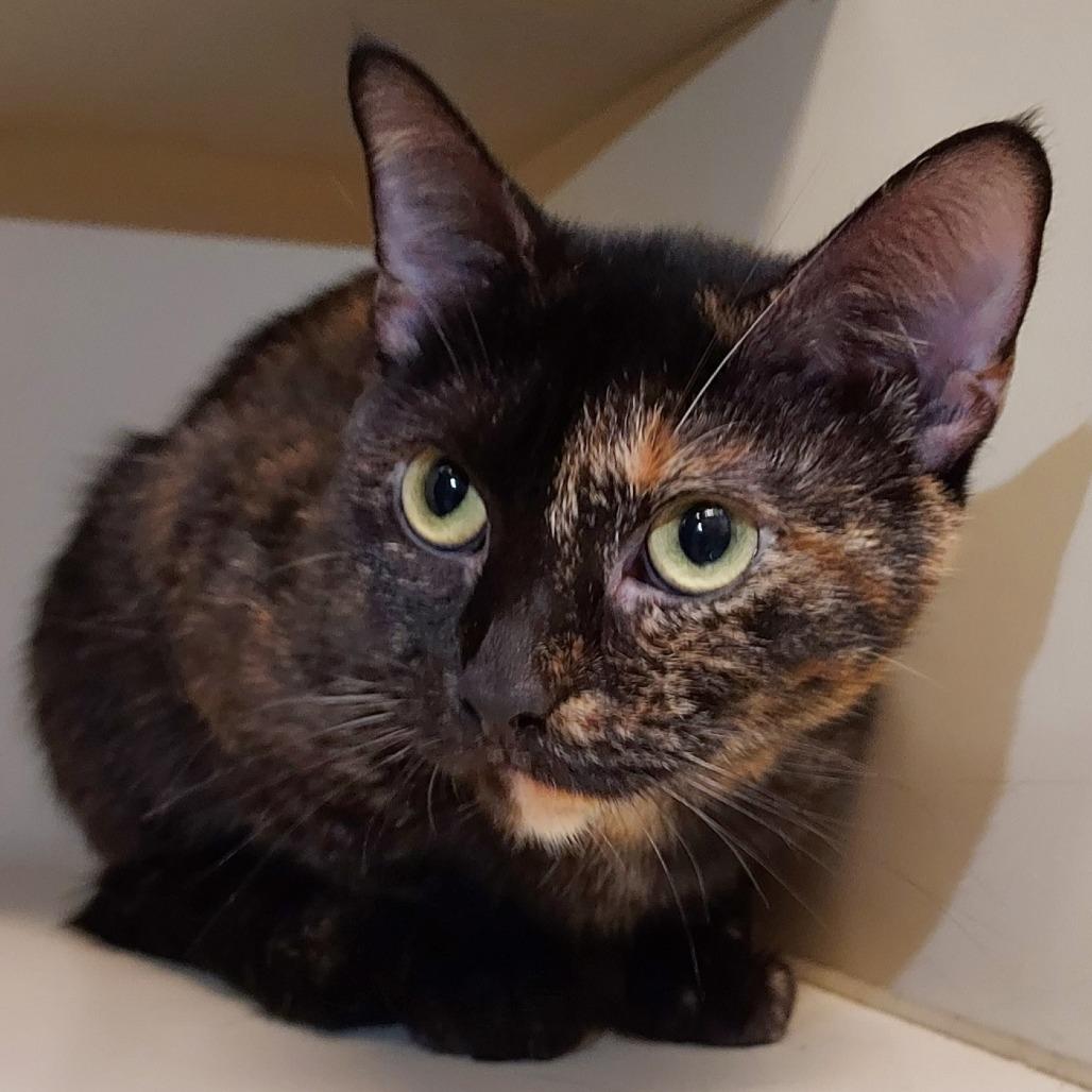 Tiffany, Adoptable, Adult Female Domestic Short Hair.