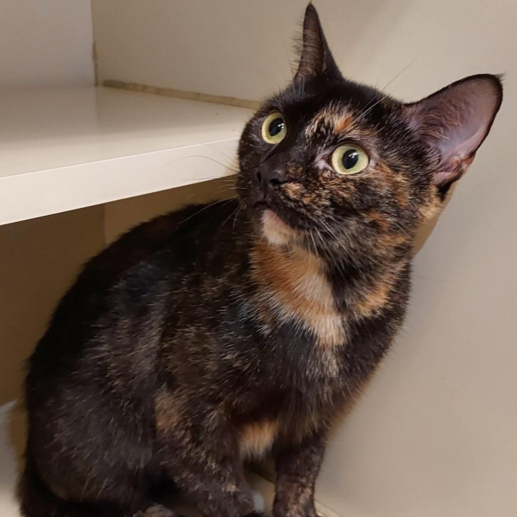 Enlarge Tiffany, a Adoptable Domestic Short Hair in Dayton, OH image 2/2