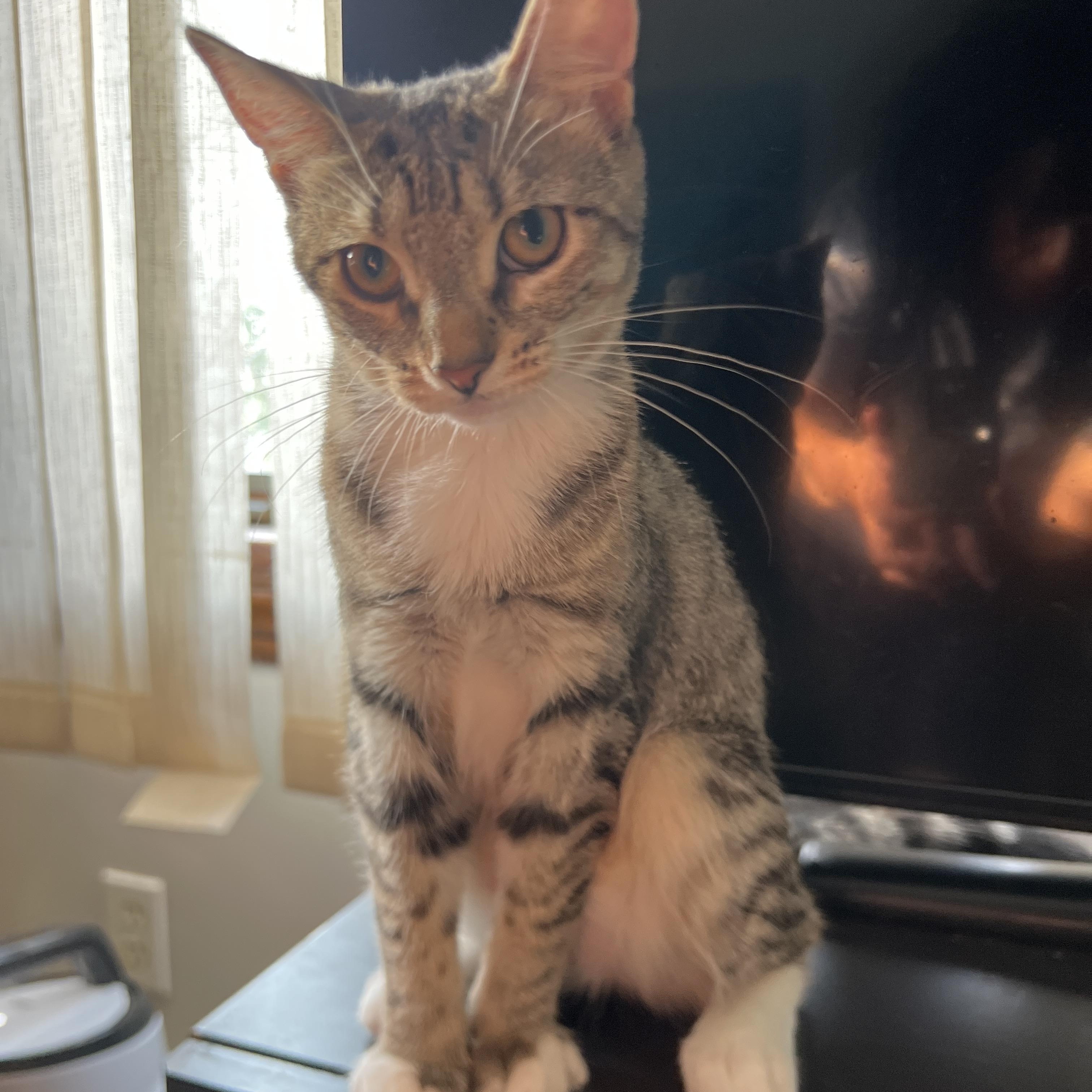 Ruthy & Renee, a ADOPTABLE Domestic Short Hair in Medford, MA image 1/2
