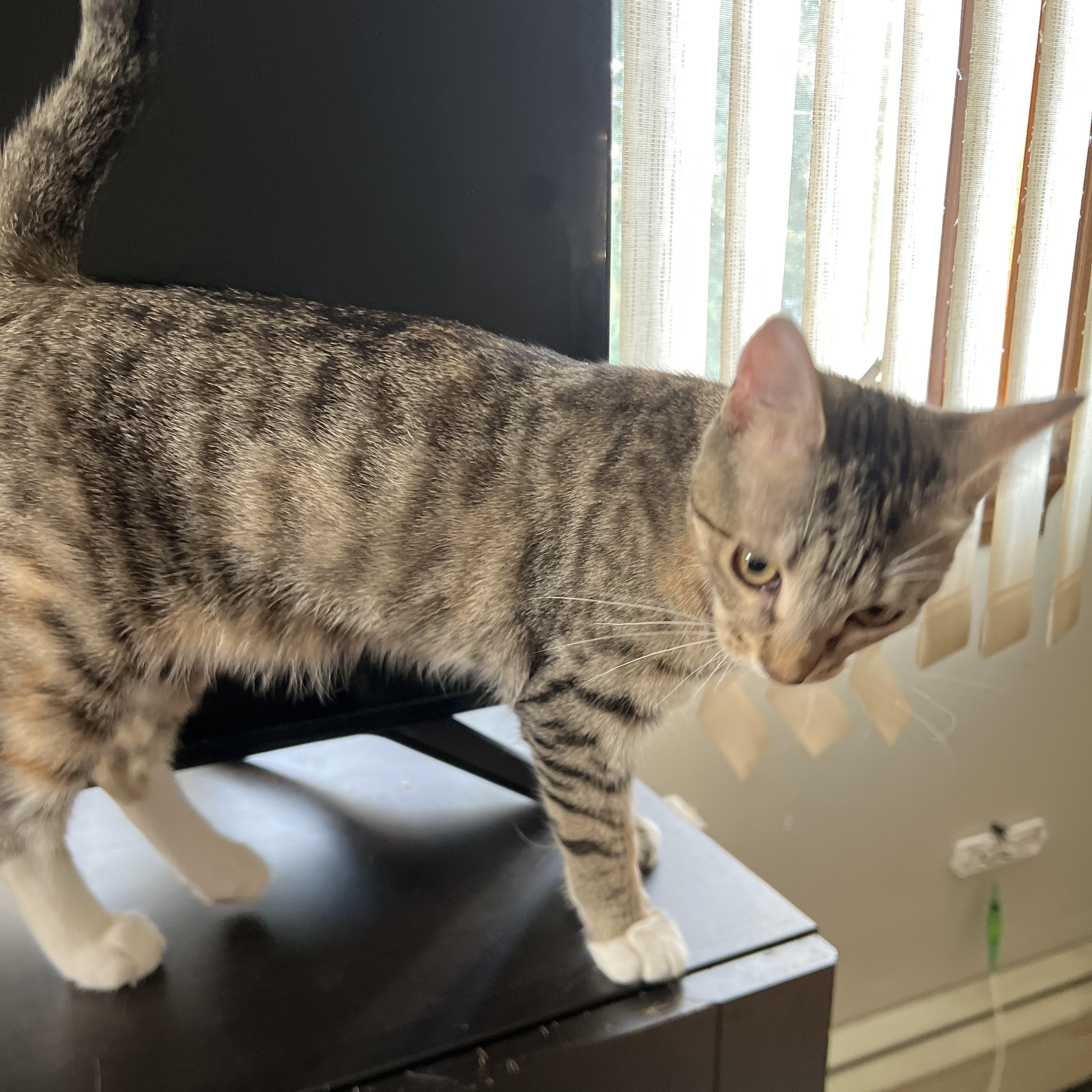 Ruthy & Renee, a ADOPTABLE Domestic Short Hair in Medford, MA image 2/2
