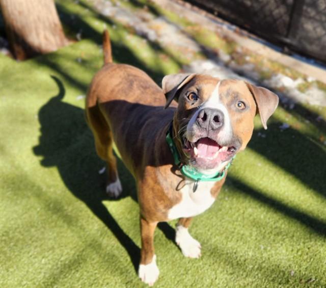 ACORN, Adoptable, Young Male Pit Bull Terrier.