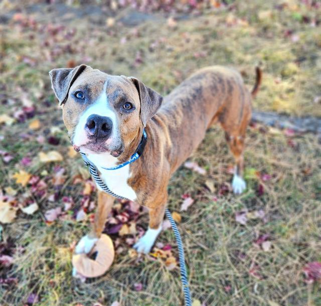 ACORN, Adoptable, Young Male Pit Bull Terrier.