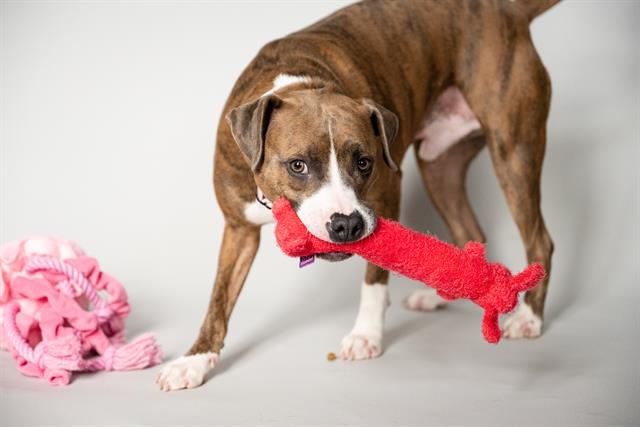 Enlarge ACORN, a Adoptable Pit Bull Terrier in Minneapolis, MN image 1/1