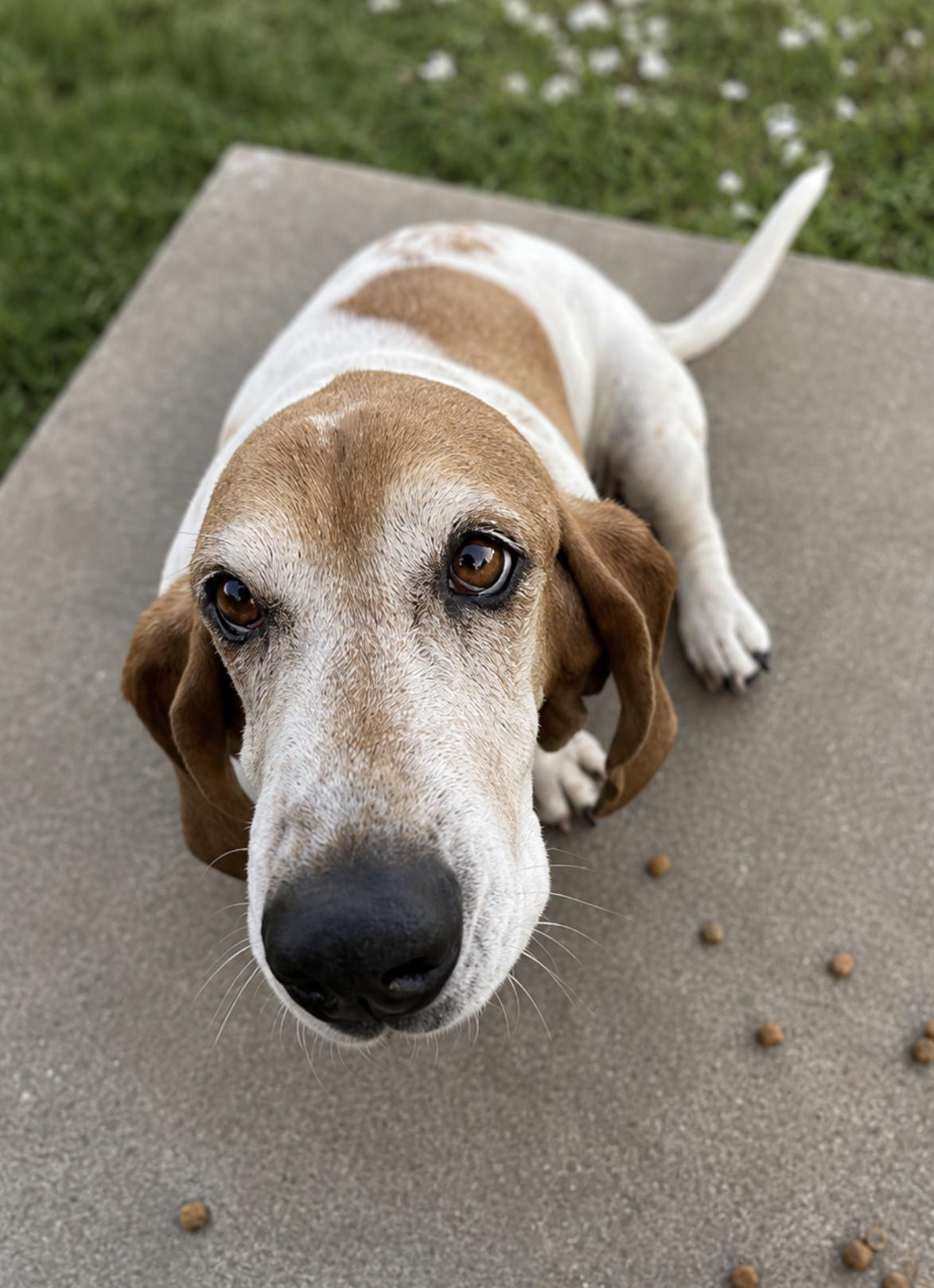 Enlarge Daisy, a Adoption Pending Basset Hound in TULSA, OK image 1/5