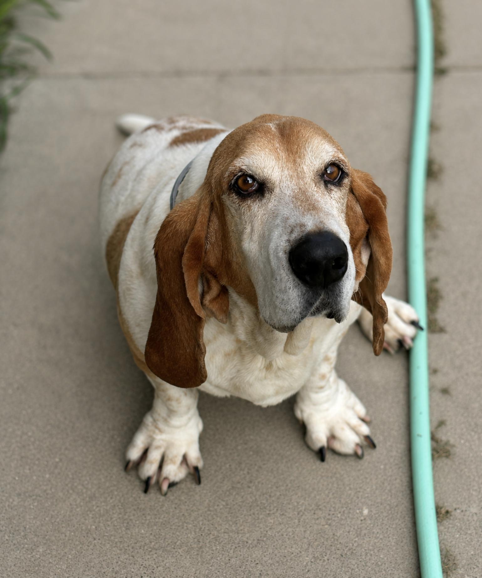 Daisy, Adoptable, Senior Female Basset Hound.