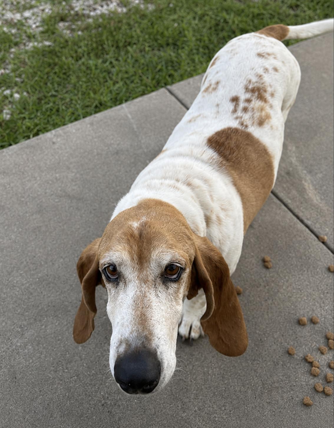 Enlarge Daisy, a Adoption Pending Basset Hound in TULSA, OK image 3/5