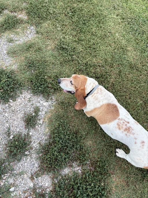 Enlarge Daisy, a Adoption Pending Basset Hound in TULSA, OK image 4/5