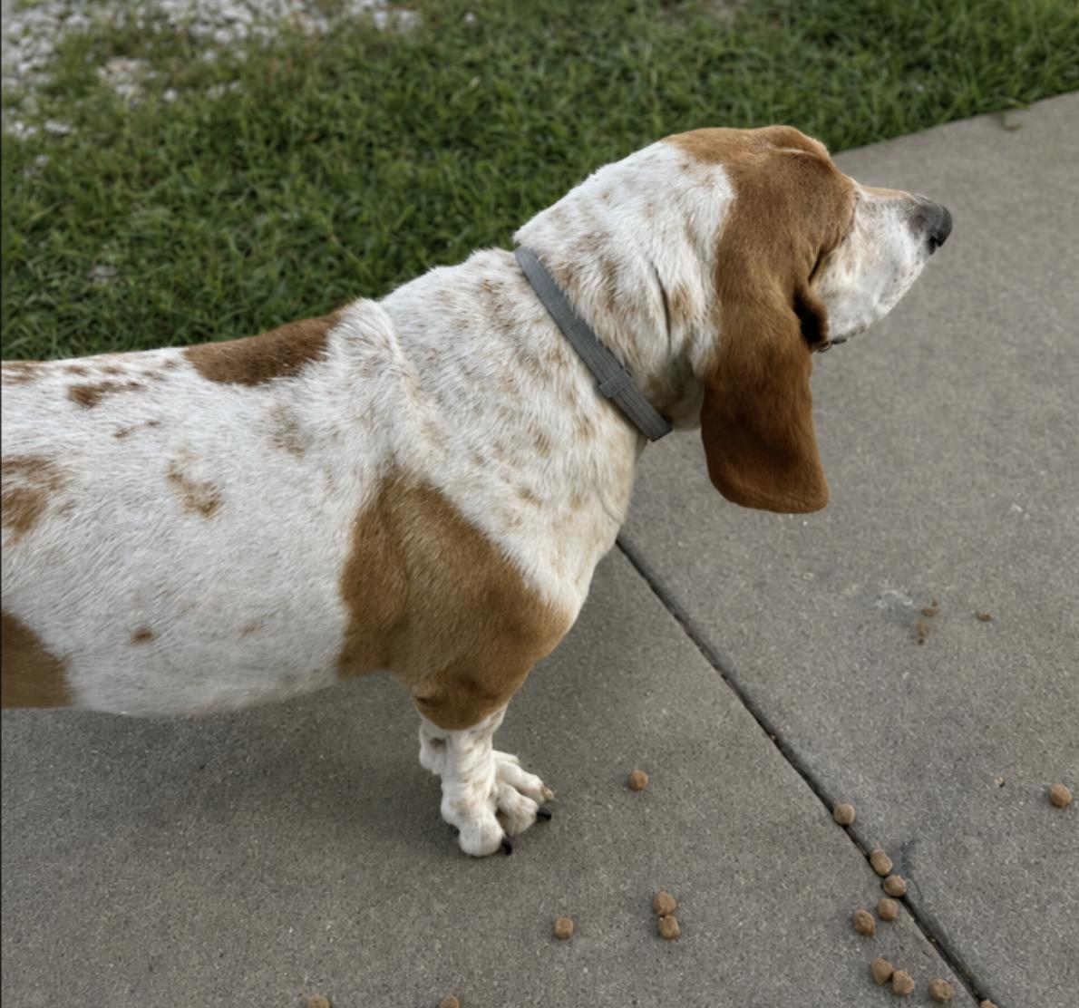 Enlarge Daisy, a Adoption Pending Basset Hound in TULSA, OK image 5/5